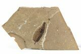Fossil Leaf (Betula?) - McAbee, BC #253988-1